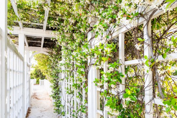 Cost of Trellis Repair in Broomfield