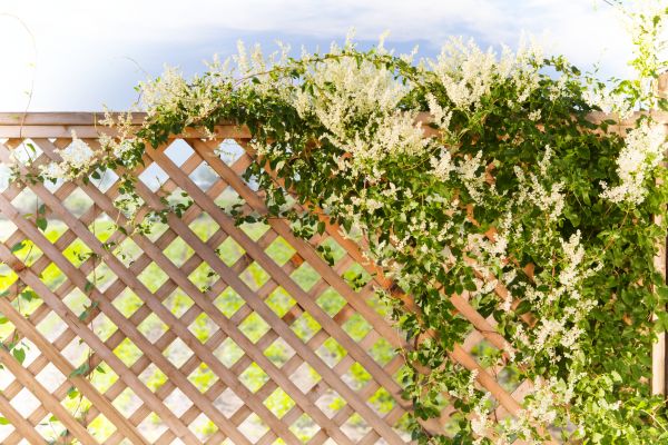 Cost of Lattice Repair in Broomfield