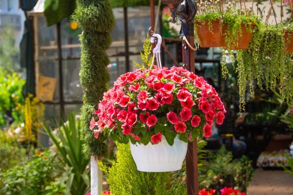 Cost of Hanging Planter Installation in Broomfield